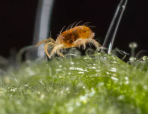 Ejemplar adulto de araña roja Ejemplar adulto de araña roja