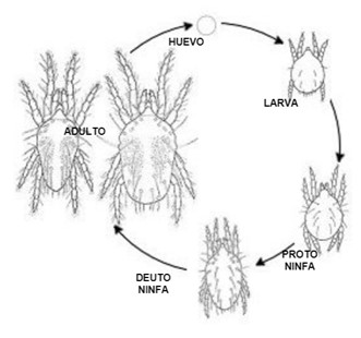 Ciclo biológico de la araña roja (Tetranychus urticae) Ciclo biológico de la araña roja (Tetranychus urticae)