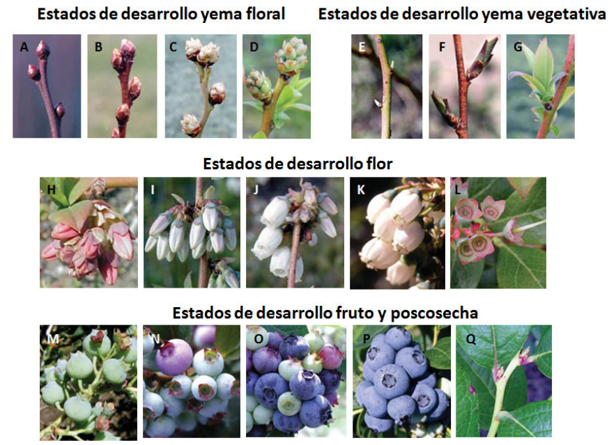 Estados de desarrollo del arándano. Fuente: Schilder et al. (2004).