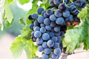 certificación de buenas practicas agrícolas
